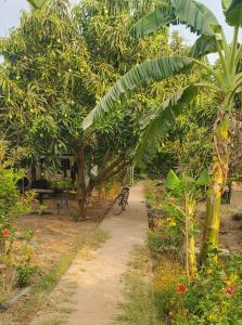 un sentiero sporco attraverso un giardino con un albero di banane di OBT - The Mango Bungalow 
