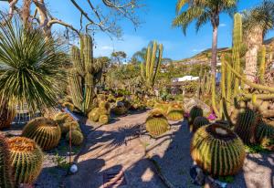 a garden full of cactuses and palm trees at Villa Ravino Aparthotel in Ischia