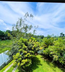 een tuin met veel bomen en struiken bij New Cinnoman Villa in Bentota