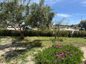 a field with pink flowers and a tree at Apartmani Šaldi in Pakoštane