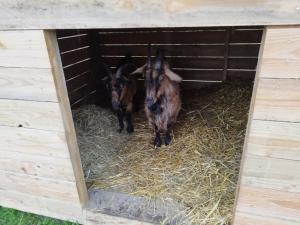 Zwierzęta w obiekcie B&B lub w pobliżu