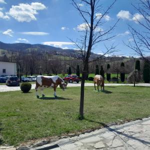 dwa konie pasące się na polu trawy w obiekcie Apartman Begić w mieście Travnik