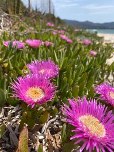 a bunch of pink flowers on the beach at Casetta Marina Residence in Santa Luria