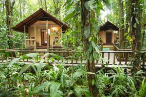 un complejo en la selva con árboles y plantas en Aninga Lodge, en Tortuguero