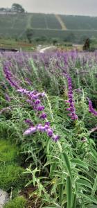 ein Feld mit lila Blumen auf einem Feld in der Unterkunft La Fleur Glamping in Minrong Sekang