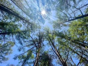 山中湖村にあるHARELIER山中湖の木々からの空の眺め