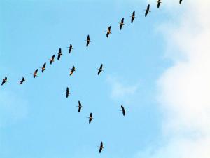BodstedtにあるHaus Jasminの空を飛ぶ鳥の群れ