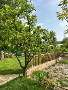 an orange tree in a yard next to a fence at Bahaus Resort in Dalyan