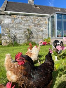 Fotografie z fotogalerie ubytování Bed & Breakfast - Shanakeever Farm v destinaci Clifden