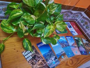 roślina siedząca na stole ze zdjęciami w obiekcie Eden House w mieście Sardina