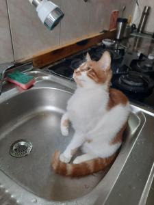 an orange and white cat sitting in a sink at Everyday Cat Hostel in Batumi