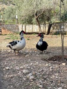 Foto dalla galleria di Ambelas Guest Rooms 2 a Himare