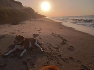 un cane marrone e bianco sdraiato sulla spiaggia di Habitación Dibulla la Guajira a Dibulla
