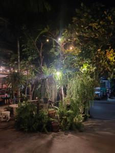 a garden with plants and lights at night at the rich room ห้องพักนครราชสีมาใกล้เซ็นทรัล in Ban Pra Dok