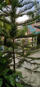 a palm tree in front of a building at the rich room ห้องพักนครราชสีมาใกล้เซ็นทรัล in Ban Pra Dok
