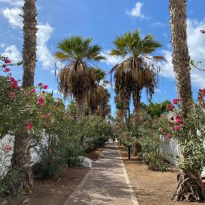 einen Pfad in einem Garten mit Palmen und Blumen in der Unterkunft The Best House Tenerife Habitaciones Compartidas in Adeje