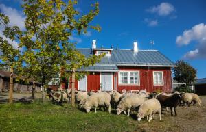 una manada de ovejas parada frente a una casa roja en Putkisalon Kartano Hellahuoneisto, en Rantasalmi