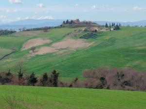 a green field with trees on a hill at Ai 4 gatti in Asciano