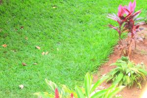 a green lawn with a pink plant in the grass at Kiriri SYMPA Home in Bujumbura