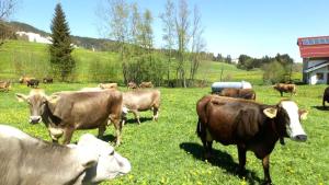 eine Herde Kühe, die auf einem Grasfeld stehen in der Unterkunft Bergbauernhof Wechs in Ofterschwang