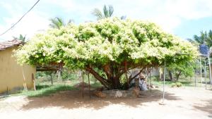 a large tree with white flowers in front of a house at Attale Resort in Hambantota