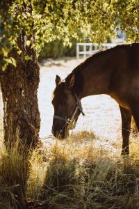 un caballo comiendo hierba junto a un árbol en Boho Sfera, en Kopalino