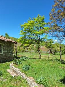 un cortile con una casa in pietra e un albero di Revita Stone House a Elbasan