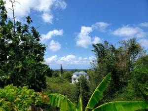 a view of a jungle with trees and a house at Cozy Apartment Greenwood in Montego Bay