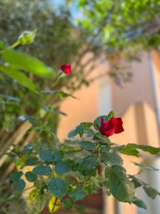 Deux roses rouges sur une plante dans l'établissement Chambre indépendante à Lezignan-la-Cèbe, à Lézignan-la-Cèbe