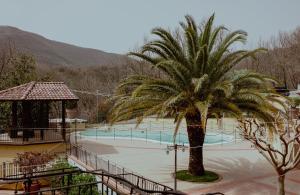 a palm tree in front of a swimming pool at San Raffaele Hotel Restaurant & Resort in Castelluccio Superiore
