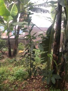 a banana tree in the middle of a forest at Gorilla Homestay Kabale in Kabale