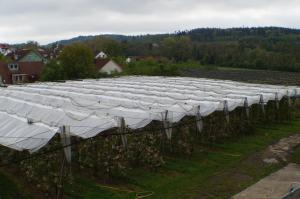 una gran fila de invernaderos en un campo de uvas en Hofgut Stefan, en Uhldingen-Mühlhofen