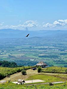 un pájaro volando sobre un campo con animales en una colina en El Resort de Yanashpa - Tarapoto, en Tarapoto