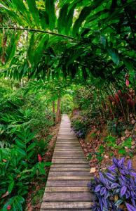 Zahrada ubytování La Shamana - Ecological Concept in Jungle