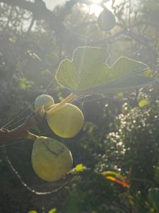 Imagen de la galería de Três figos Caravan, en São Luis