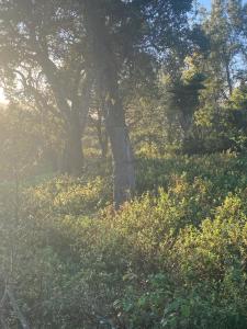 Imagen de la galería de Três figos Caravan, en São Luis 26 fotos más