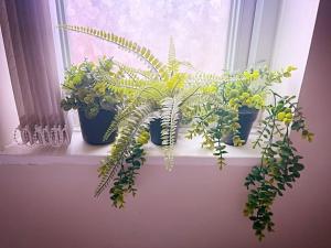 um grupo de vasos de plantas sentados no peitoril de uma janela em Entire 3 Bed Home in Oldham em Oldham