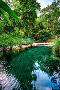 a pool of green water with trees in the background at La Shamana - Ecological Concept in Jungle in Cahuita +89 photos