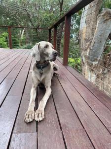 a brown dog laying on a wooden deck at Whispering Gums - Ocean Views, Pet Friendly, EV UNIT 7kW for electric cars, Sleeps 7 in Lorne