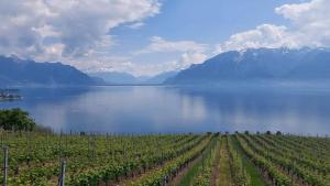 a view of a vineyard next to a body of water at À côté du lac in Vevey