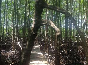 a tree in the middle of a path in a forest at Rene's Pasta Bar & Guesthouse in Koh Kong