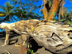 a statue of a crocodile head on a post at El Deseo Serendipity Tortuguero in Tortuguero