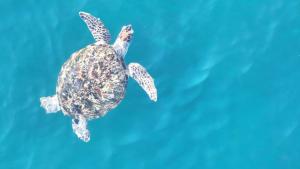 Animaux dans l'hôtel ou à proximité