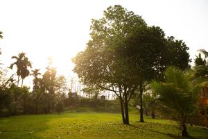 two trees in a green field with palm trees at Sueen Nature Resort in Hatton