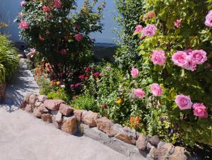 een tuin met roze rozen in een stenen muur bij Guest house on Akmatbai-Ata 29 in Cholpon-Ata