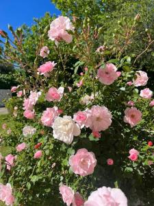 Une bande de fleurs roses dans la brousse dans l'établissement Casa con jardín en Escalona, à Escalona