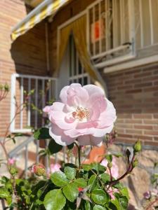 une fleur rose devant une maison dans l'établissement Casa con jardín en Escalona, à Escalona