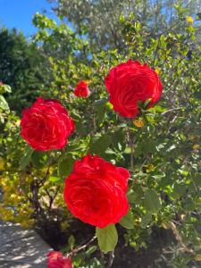 un groupe de roses rouges sur une brousse dans l'établissement Casa con jardín en Escalona, à Escalona