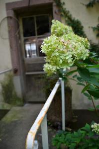 une plante avec des fleurs blanches devant une porte dans l'établissement Les anciens thermes, à Soultzbach-les-Bains