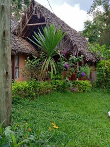 Lushoto的住宿－Irente Kinyonga Cottage，茅草屋顶和绿色庭院的房子